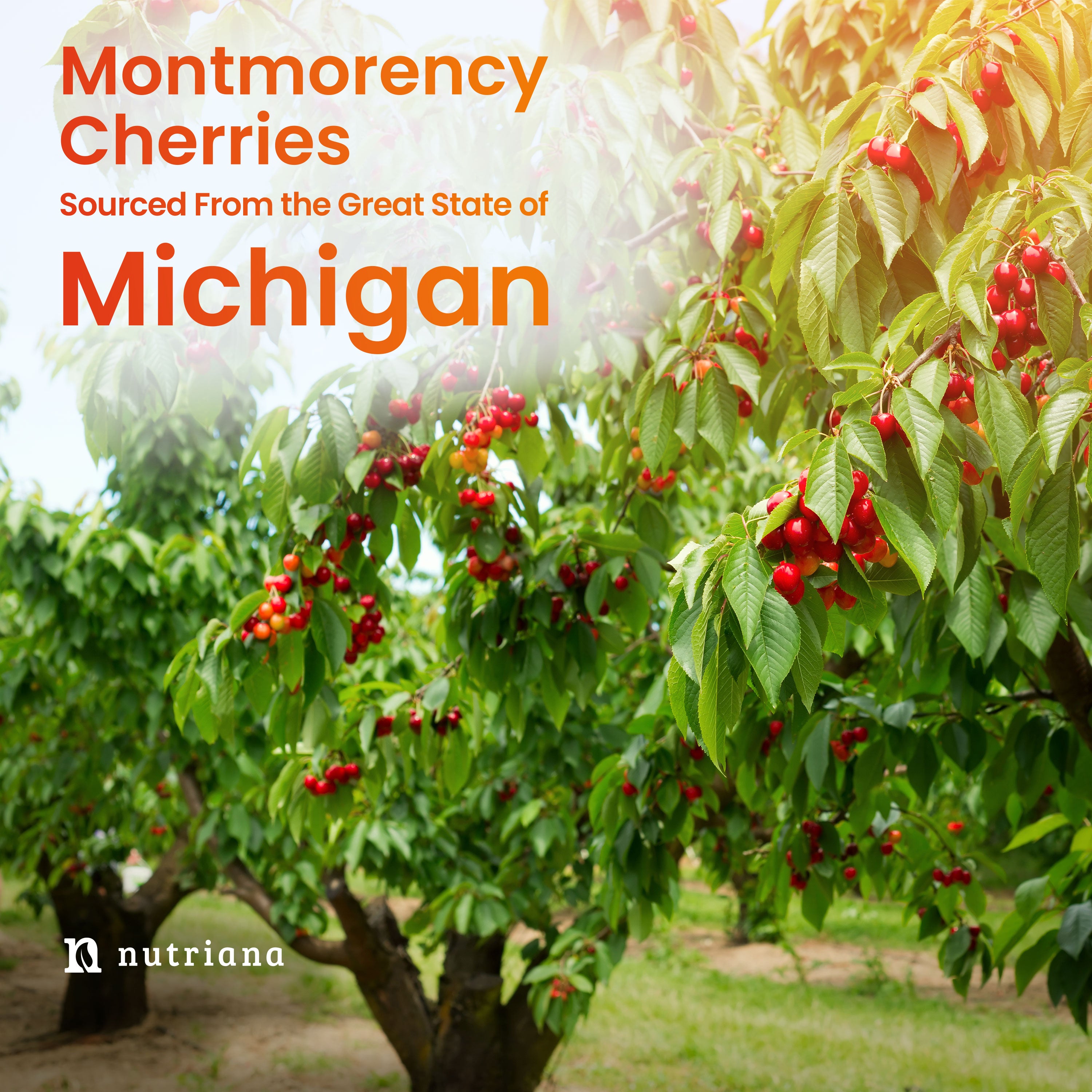 Uric Acid Cleanse Support Tart Cherry 2500mg with Turmeric and Celery Seed Extract